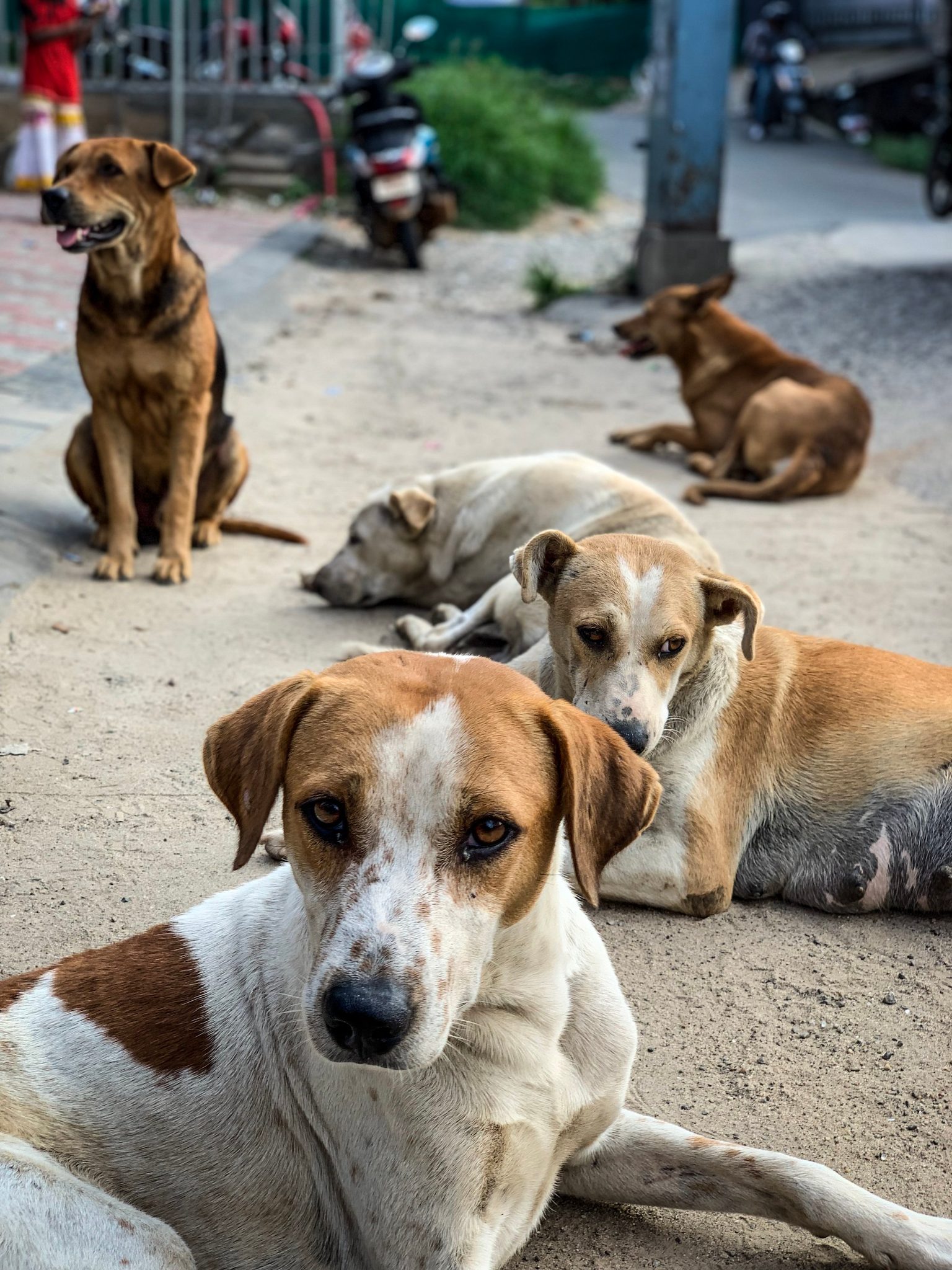 Street dogs lounge in the road, one staring straight into the lens.