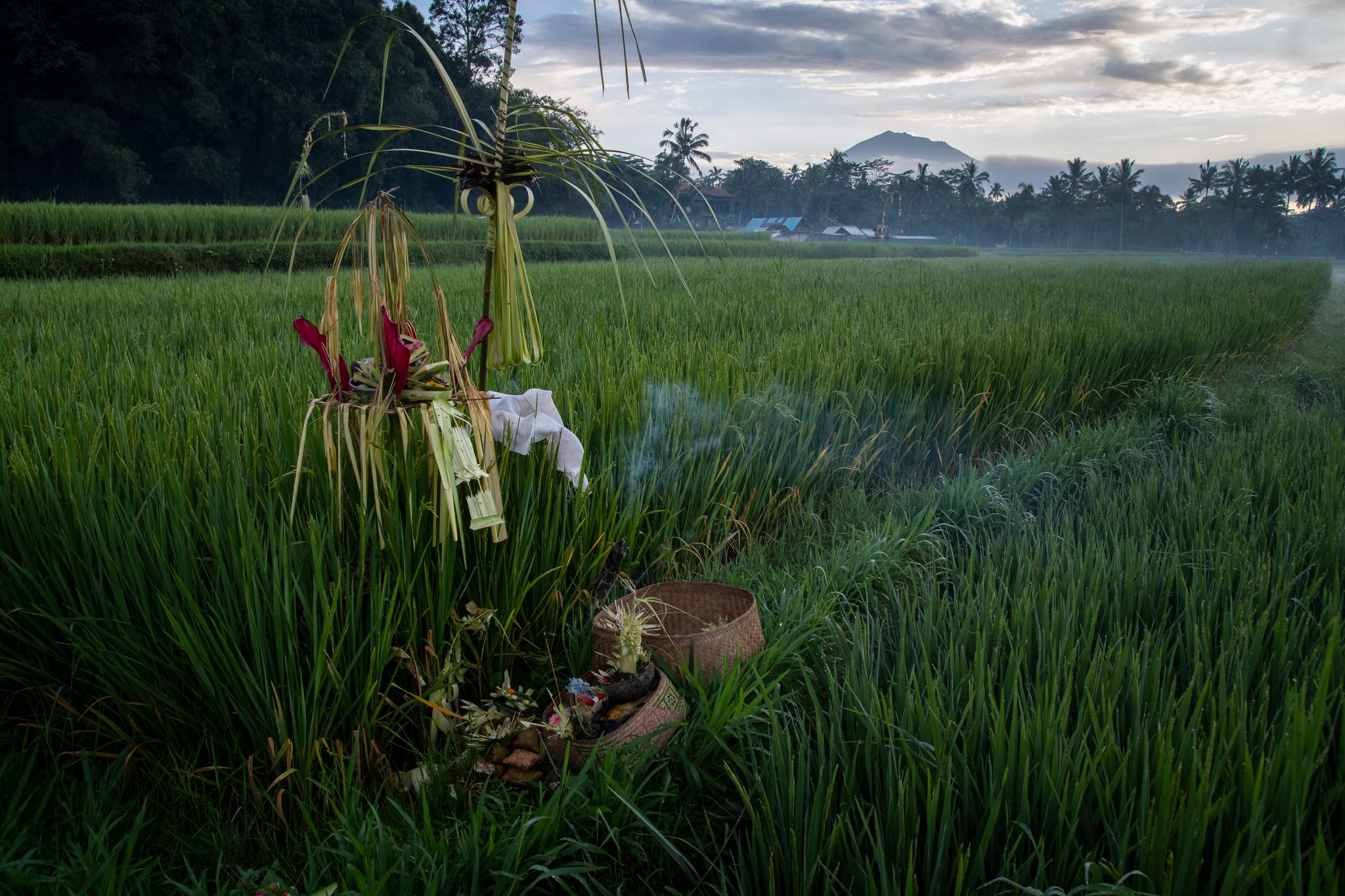 The shrine stands alone in the rice at first light, the volcano behind.