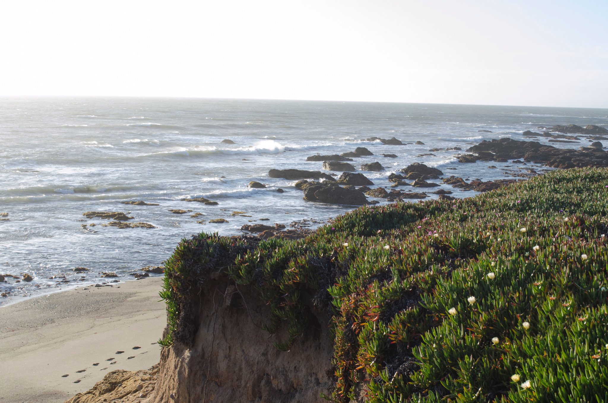 Ice plant blooms on the bluff above the rocky shore at Pescadero.