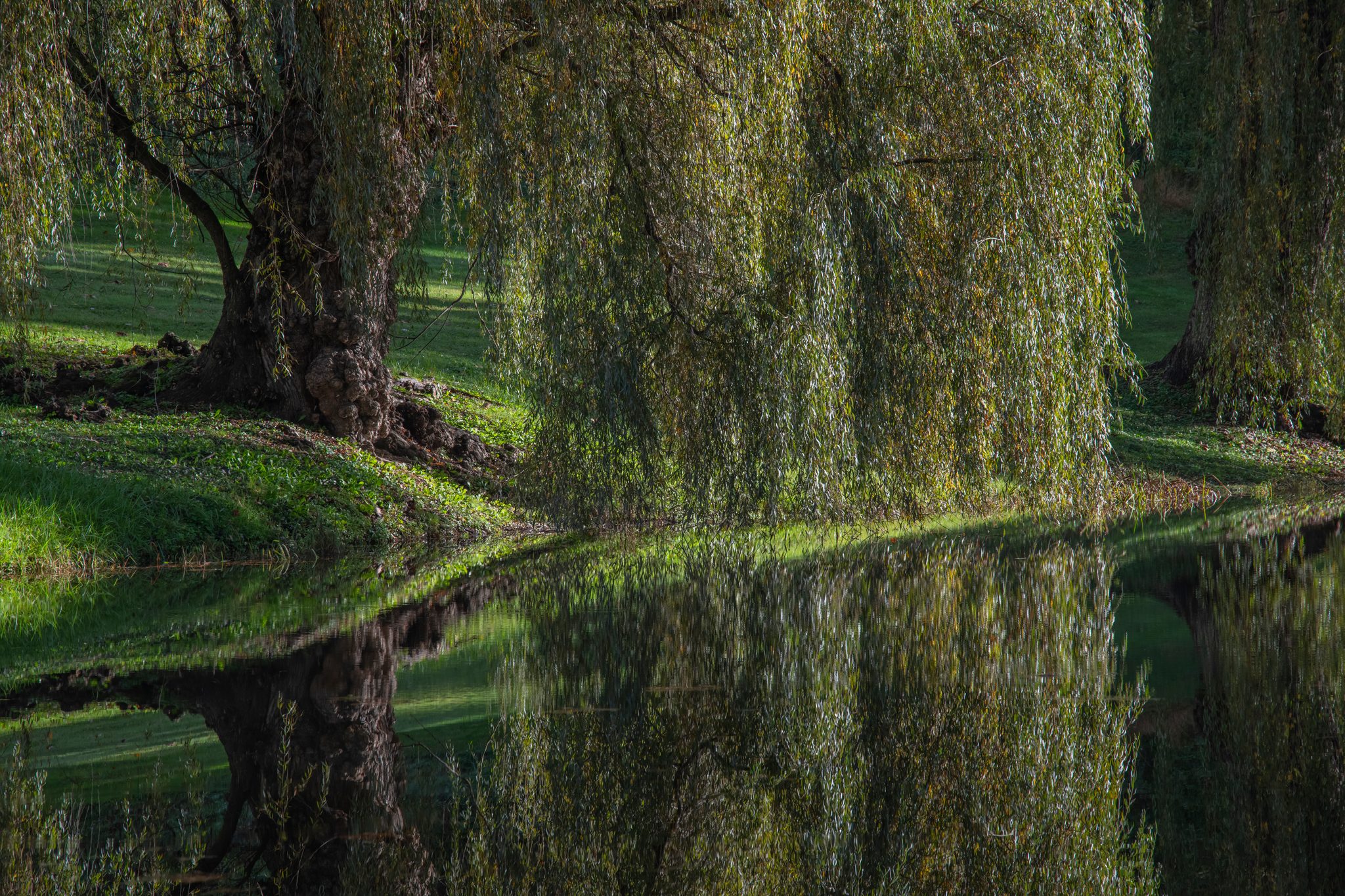 An old willow and its reflection meet at the water line.