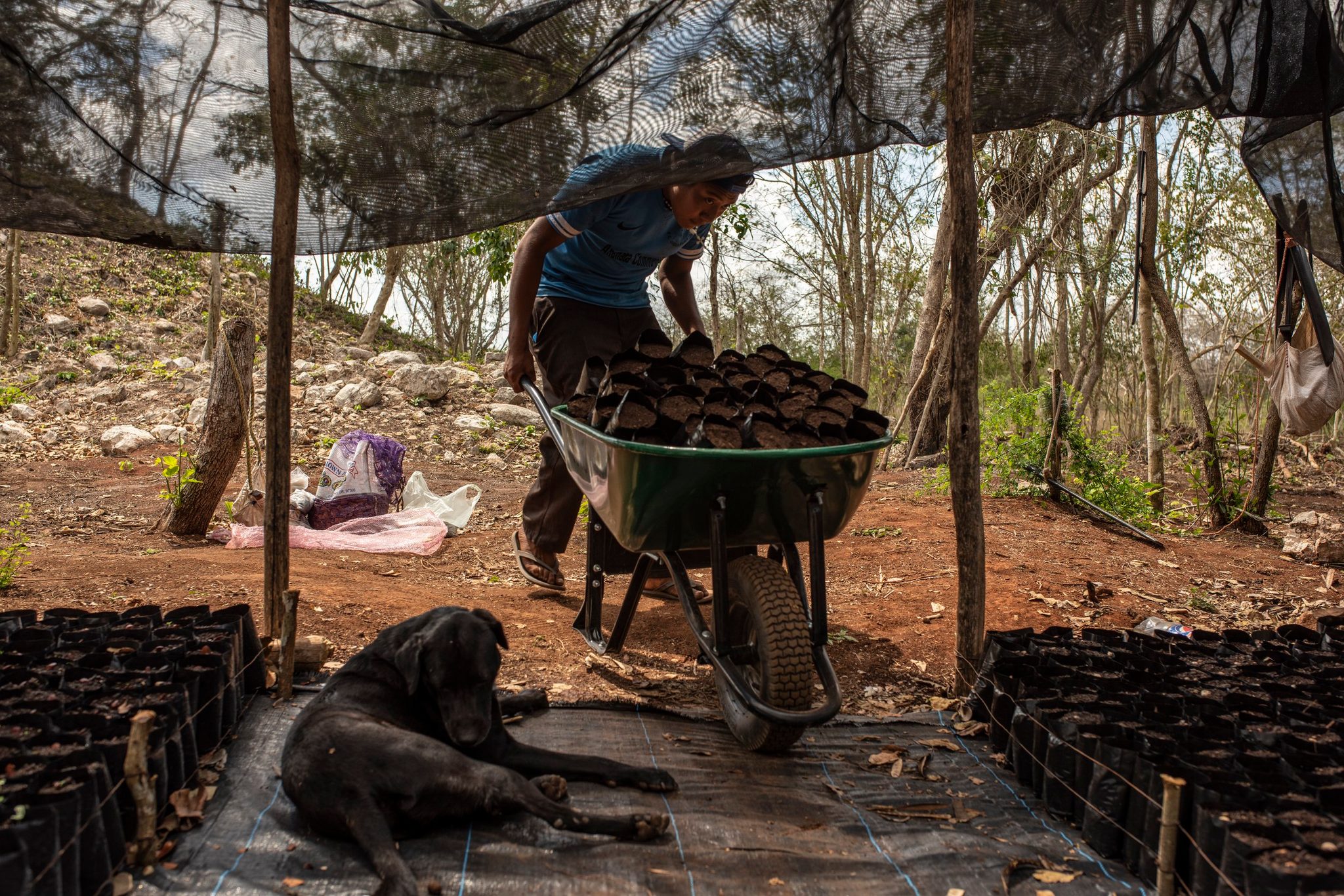 Under the shade cloth, a man wheels in another load of seedlings while the dog claims the only cool spot.