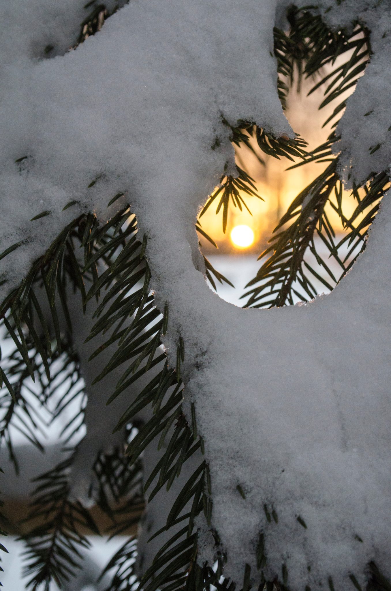 The sun peers through a hole in the snow-laden pine. I am still here.