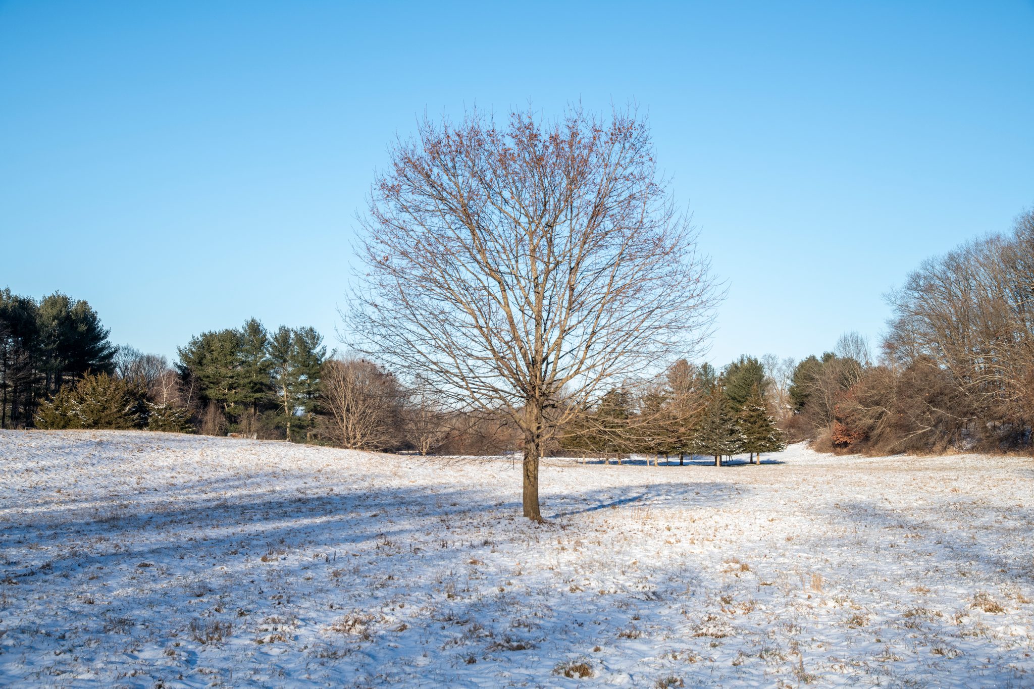 A lone tree in the winter meadow, the snow thin on the grass.