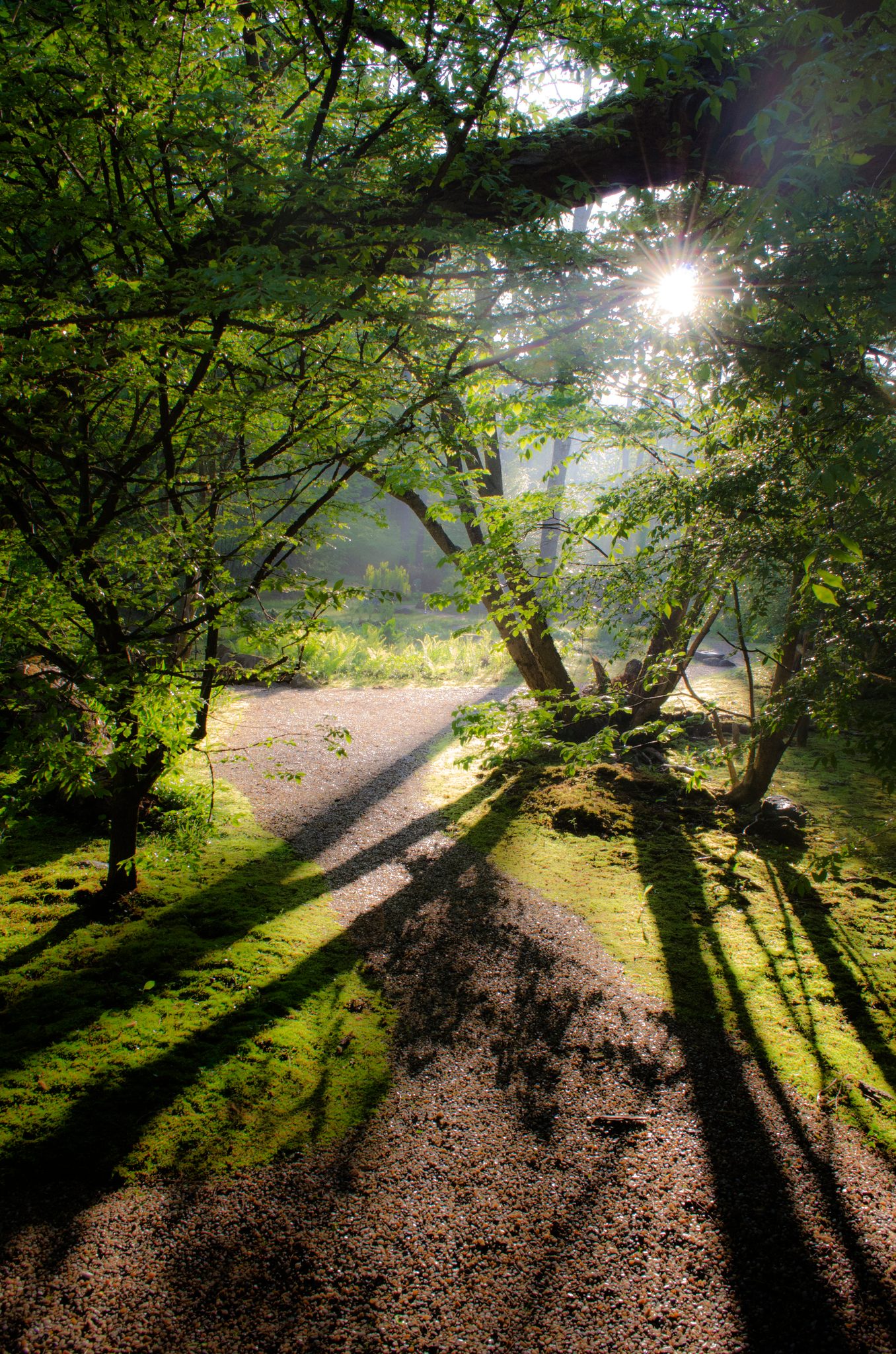 Sunlight throws long tree shadows across a curving garden path.