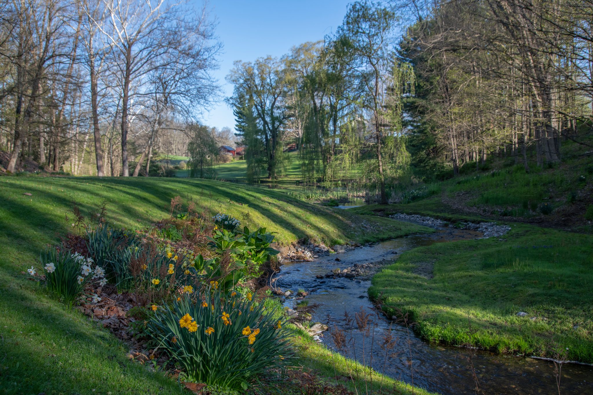 The stream bends through the lower lawn in early May, daffodils along its banks.