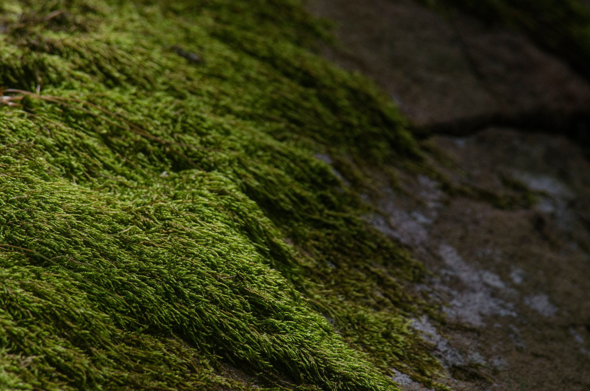 Moss spreads like a green pelt over the stone.