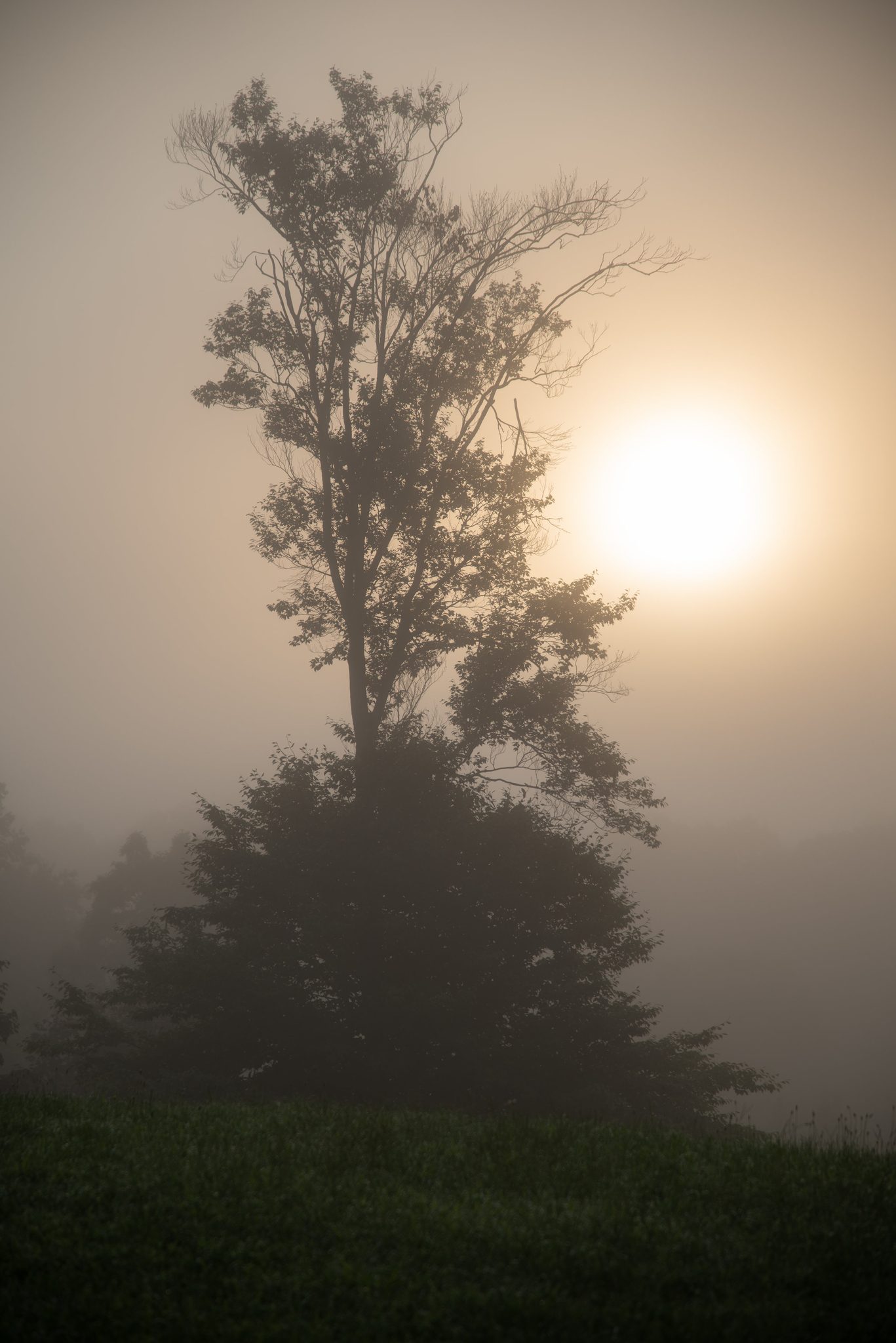 A lone tree stands against the sun as the morning fog burns off the field.