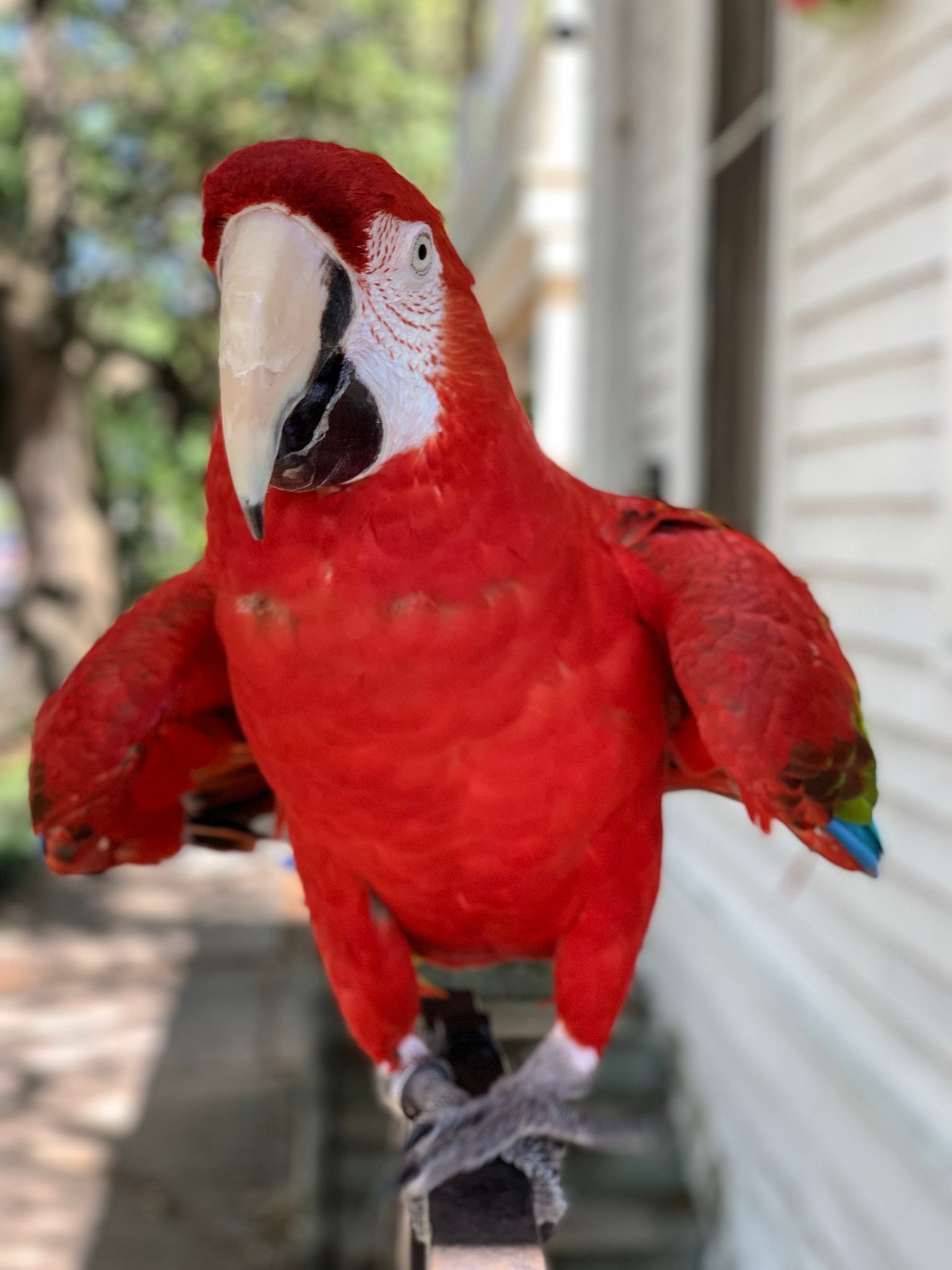 A scarlet macaw spreads its wings from its perch.