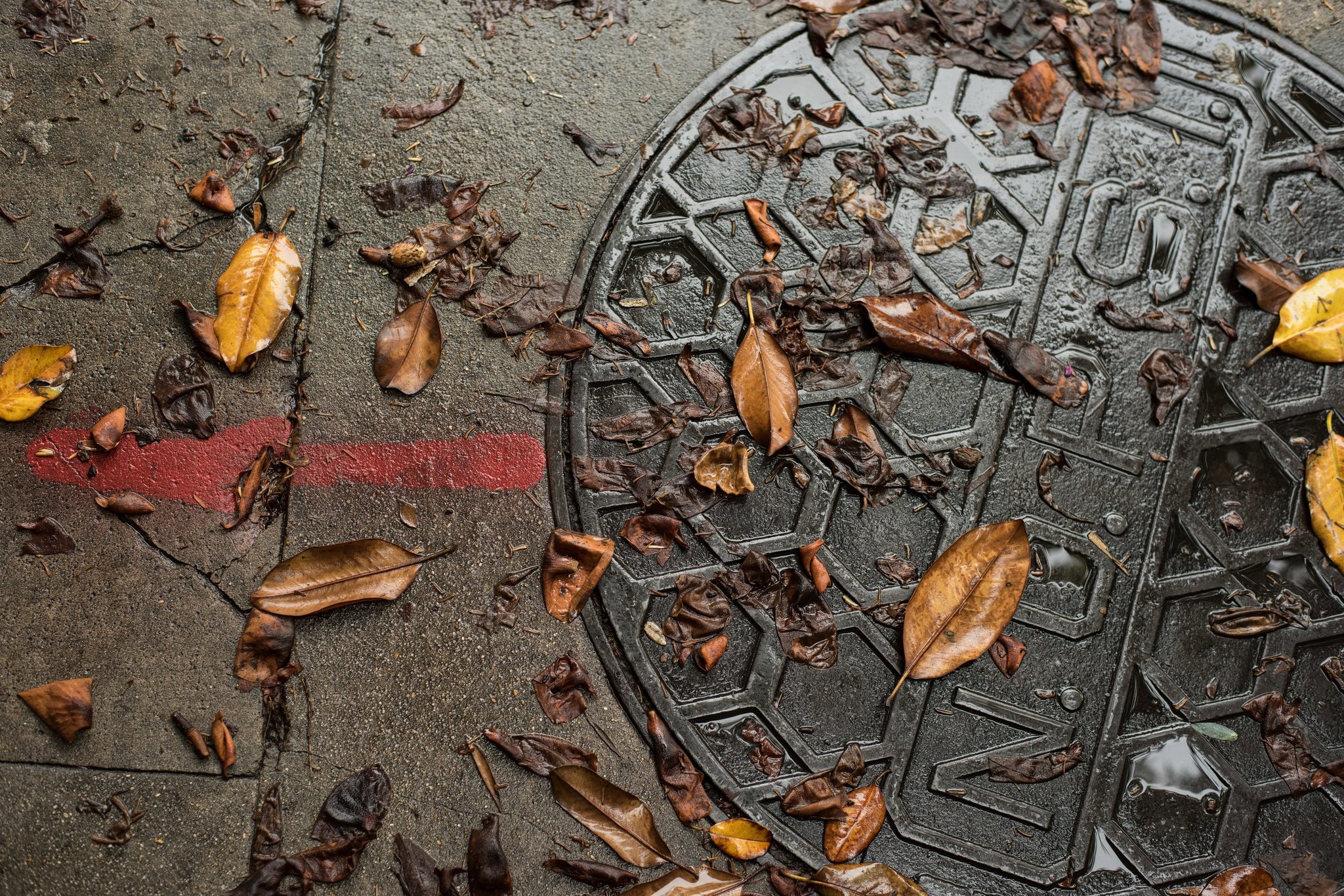 Fallen leaves gather on a water meter cover.