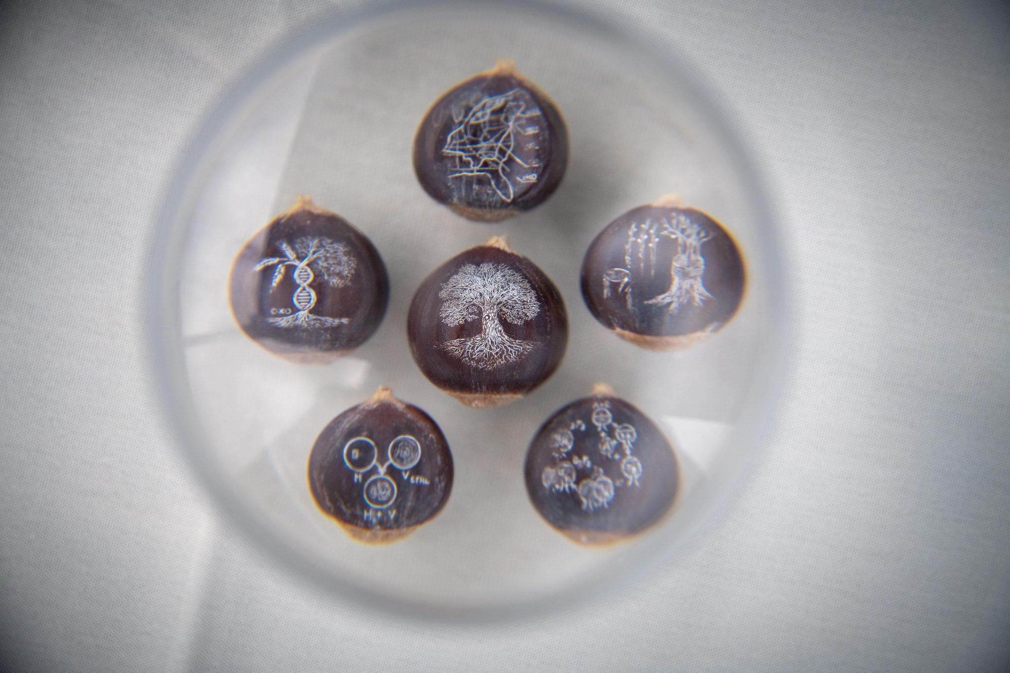Seeds carved with tiny trees and patterns, seen through the lens.