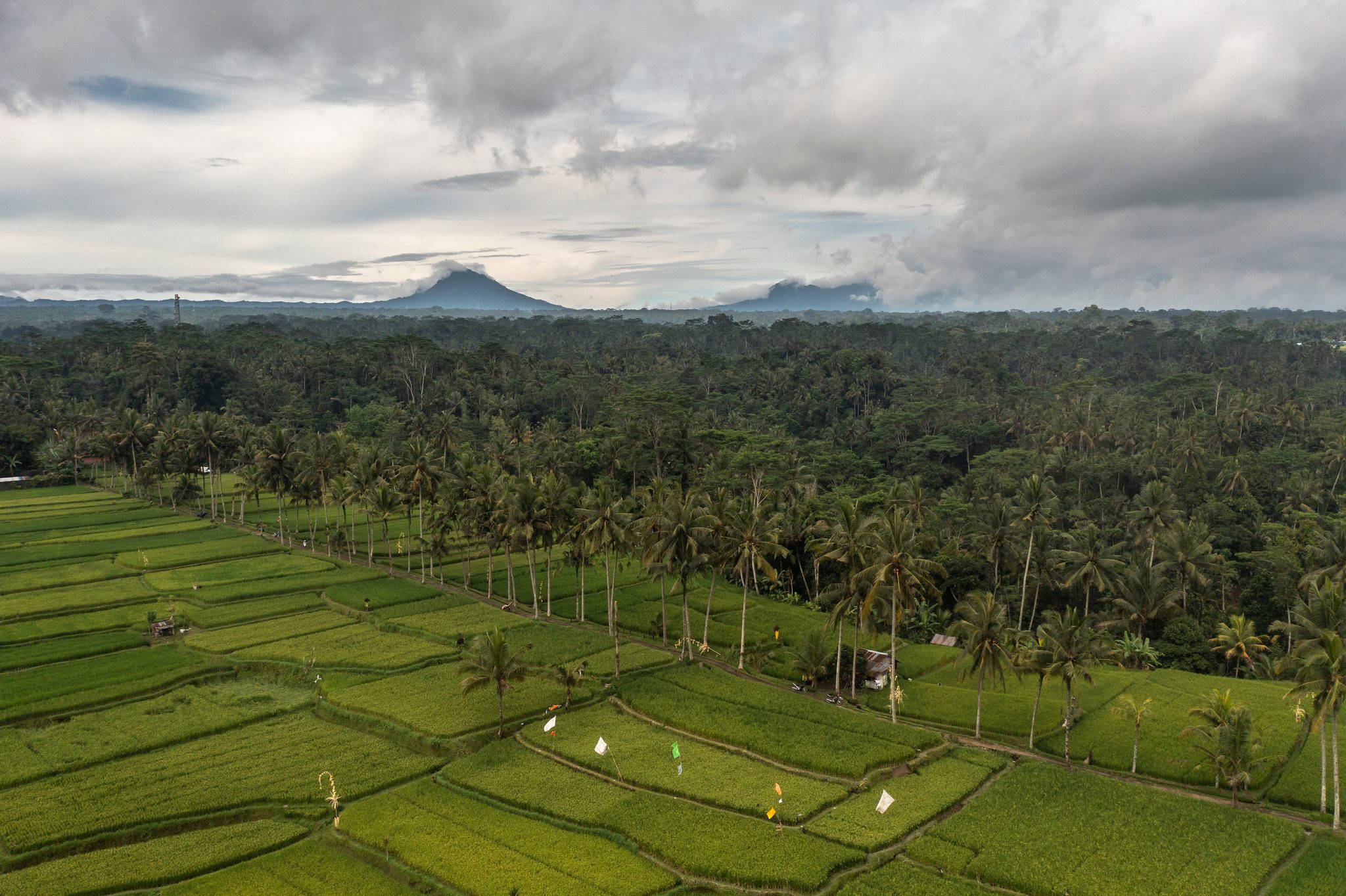 Rice fields stretch toward the forest, two volcanoes rising on the horizon.