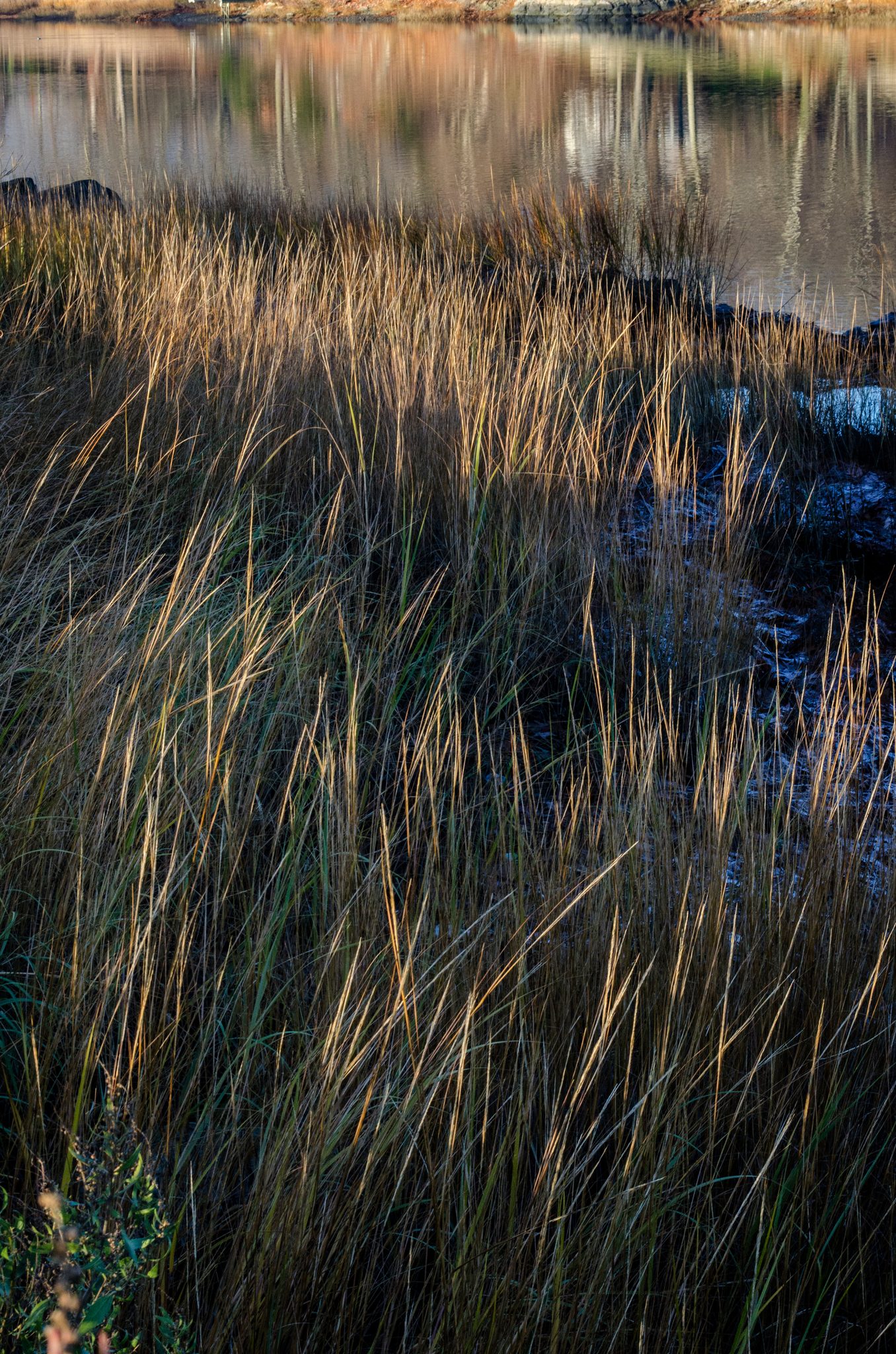 Marsh grass bends in the low light at the water's edge.