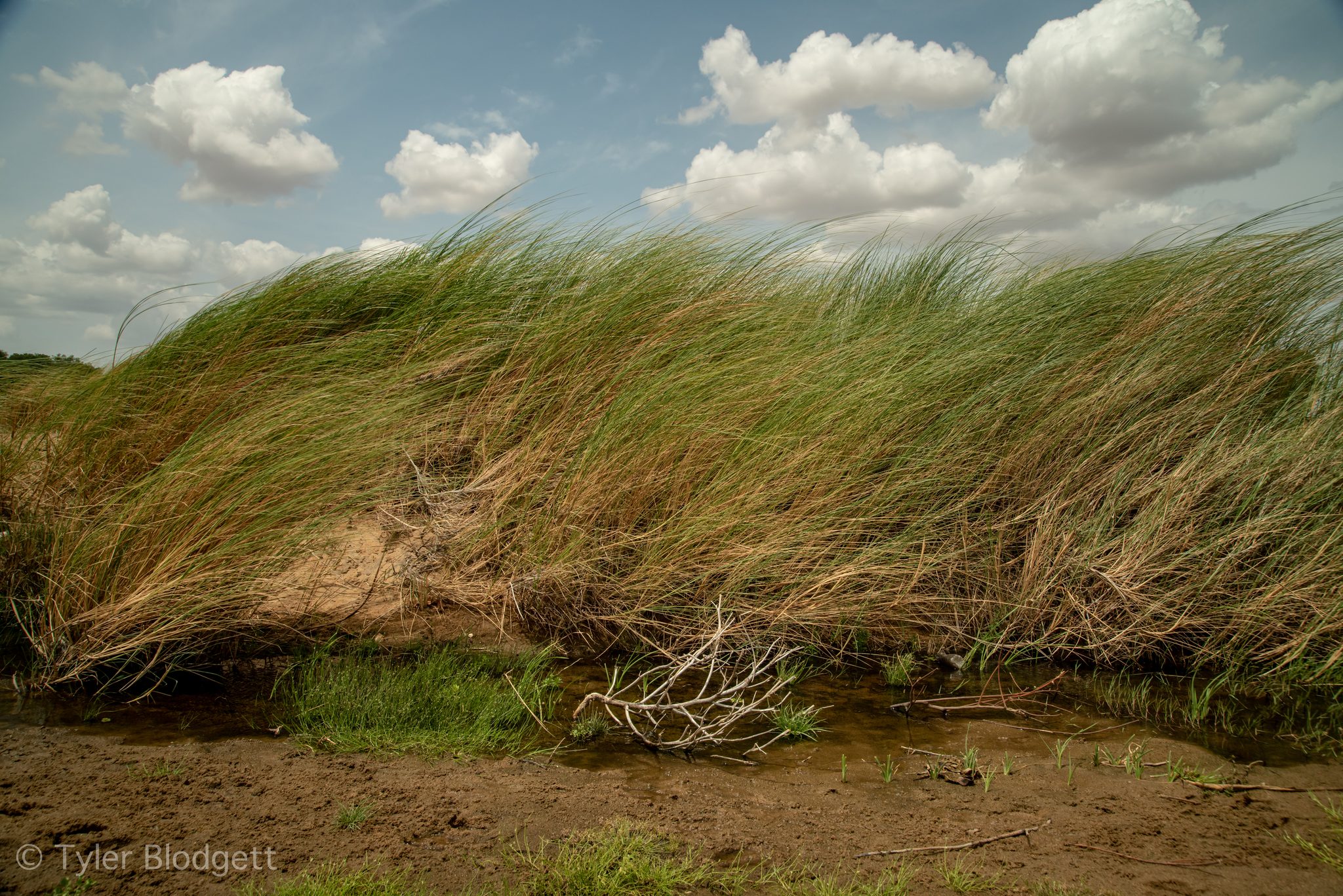 Tall grass bends in the wind over the dunes.