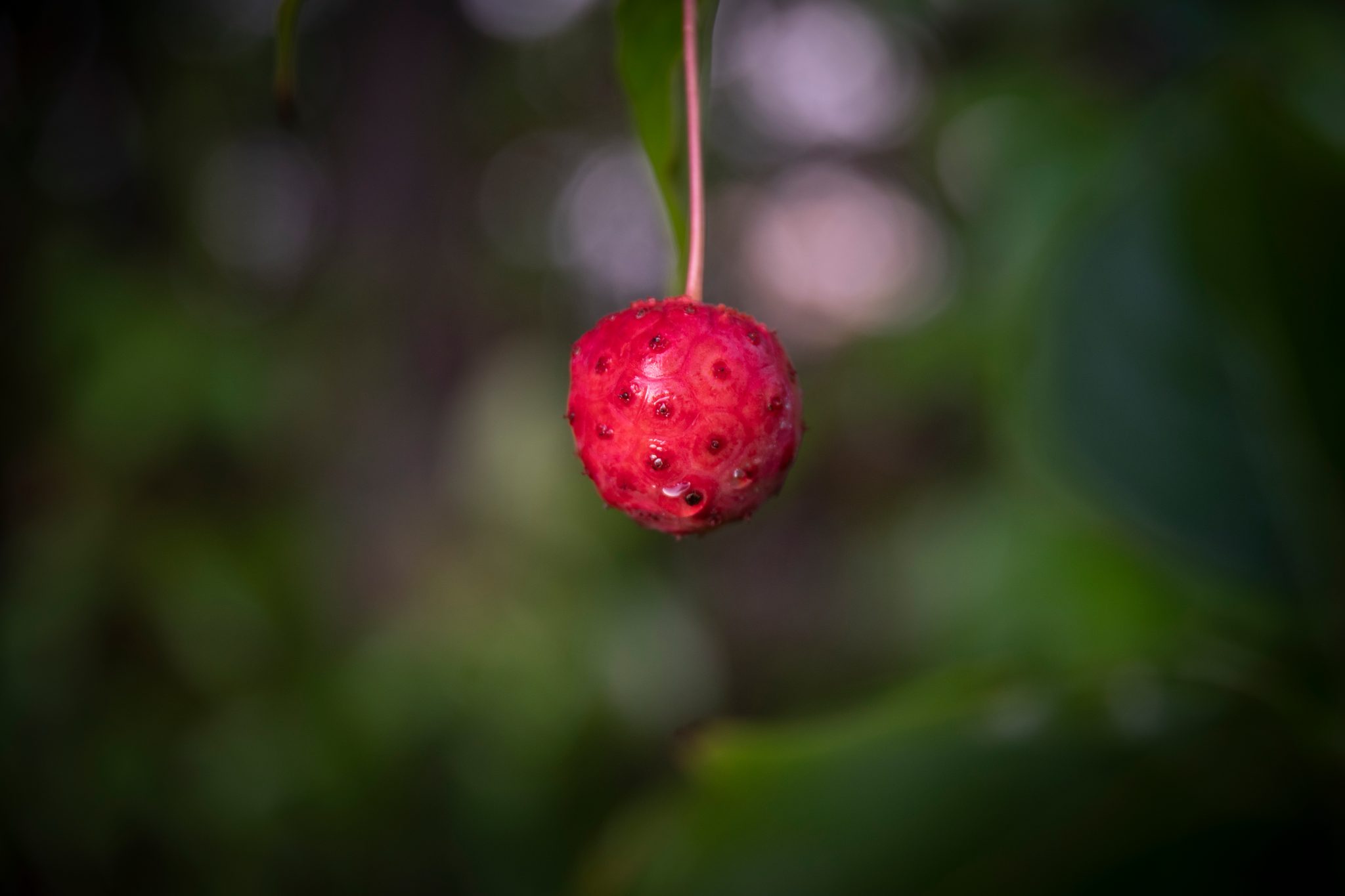 A single kousa dogwood fruit hangs like an ornament.