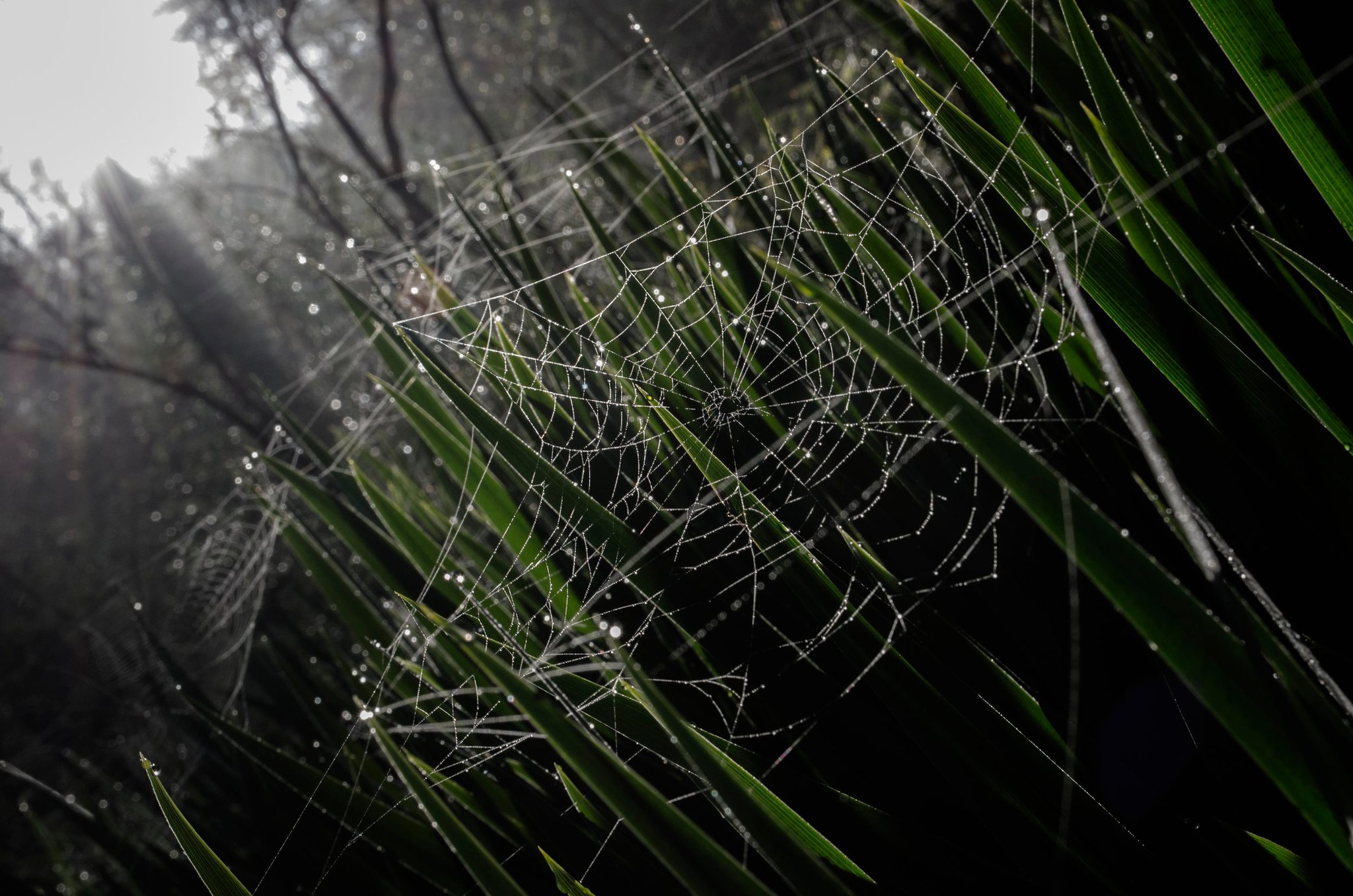 Dew hangs on a spider's web strung between blades of grass.