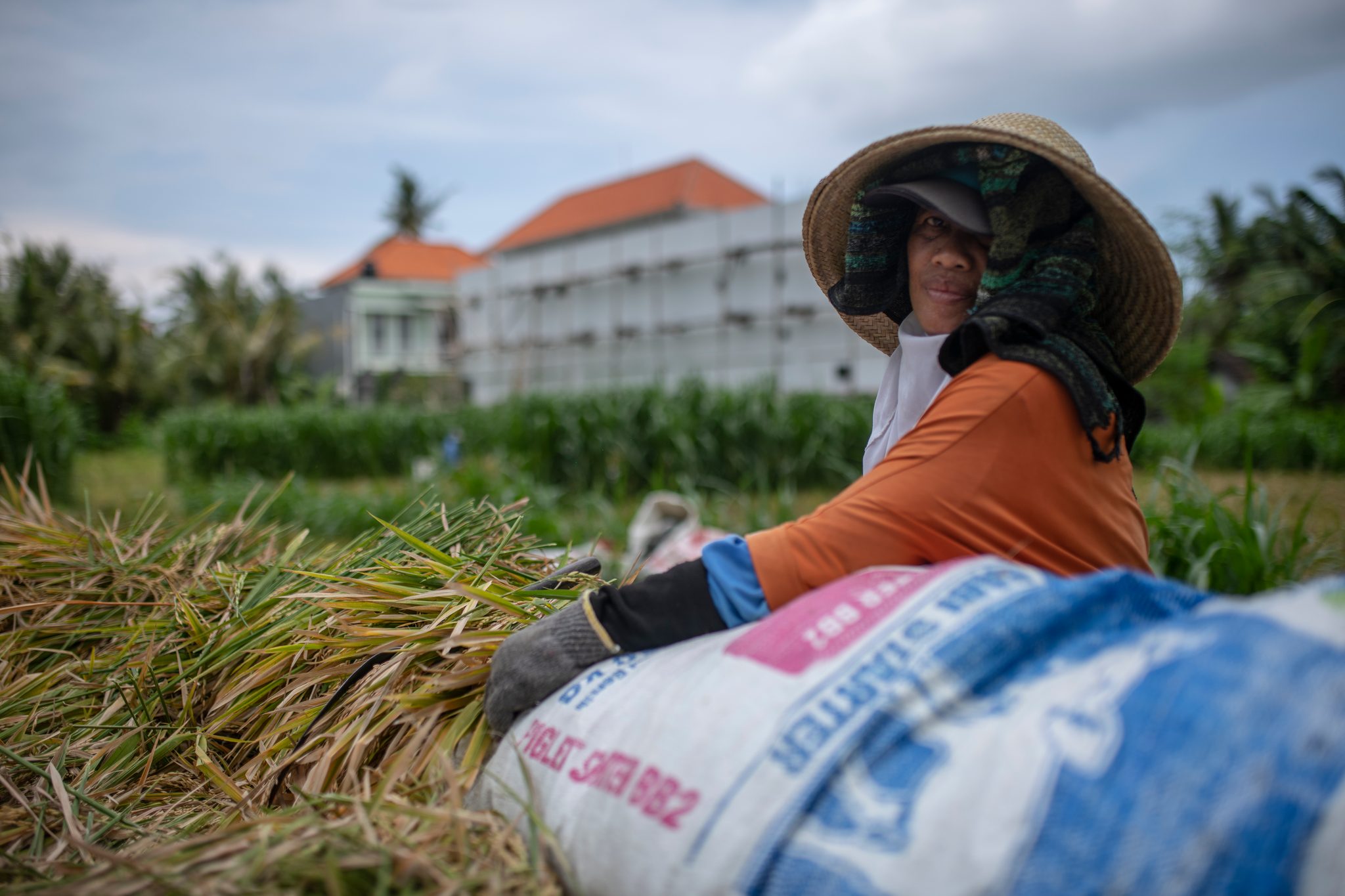In a wide hat and orange shirt, a harvester stuffs rice stalks into a sack.
