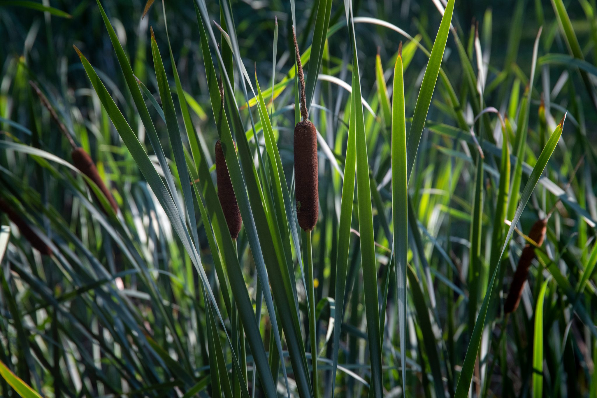 Cattails stand in the shallows at the edge of the pond.