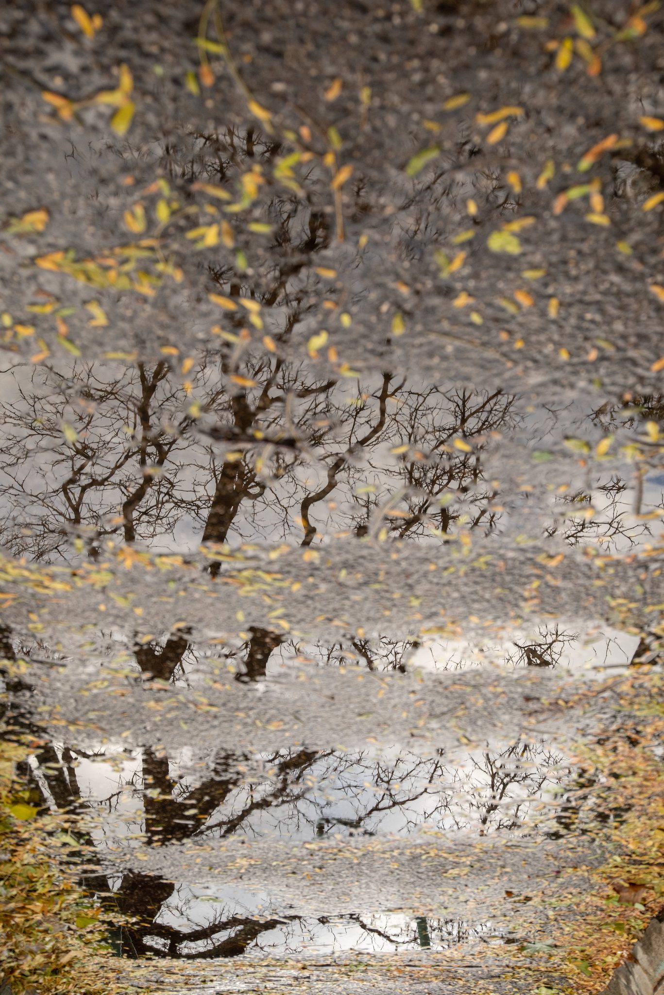 A puddle holds the bare trees upside down, yellow leaves floating on the sky.