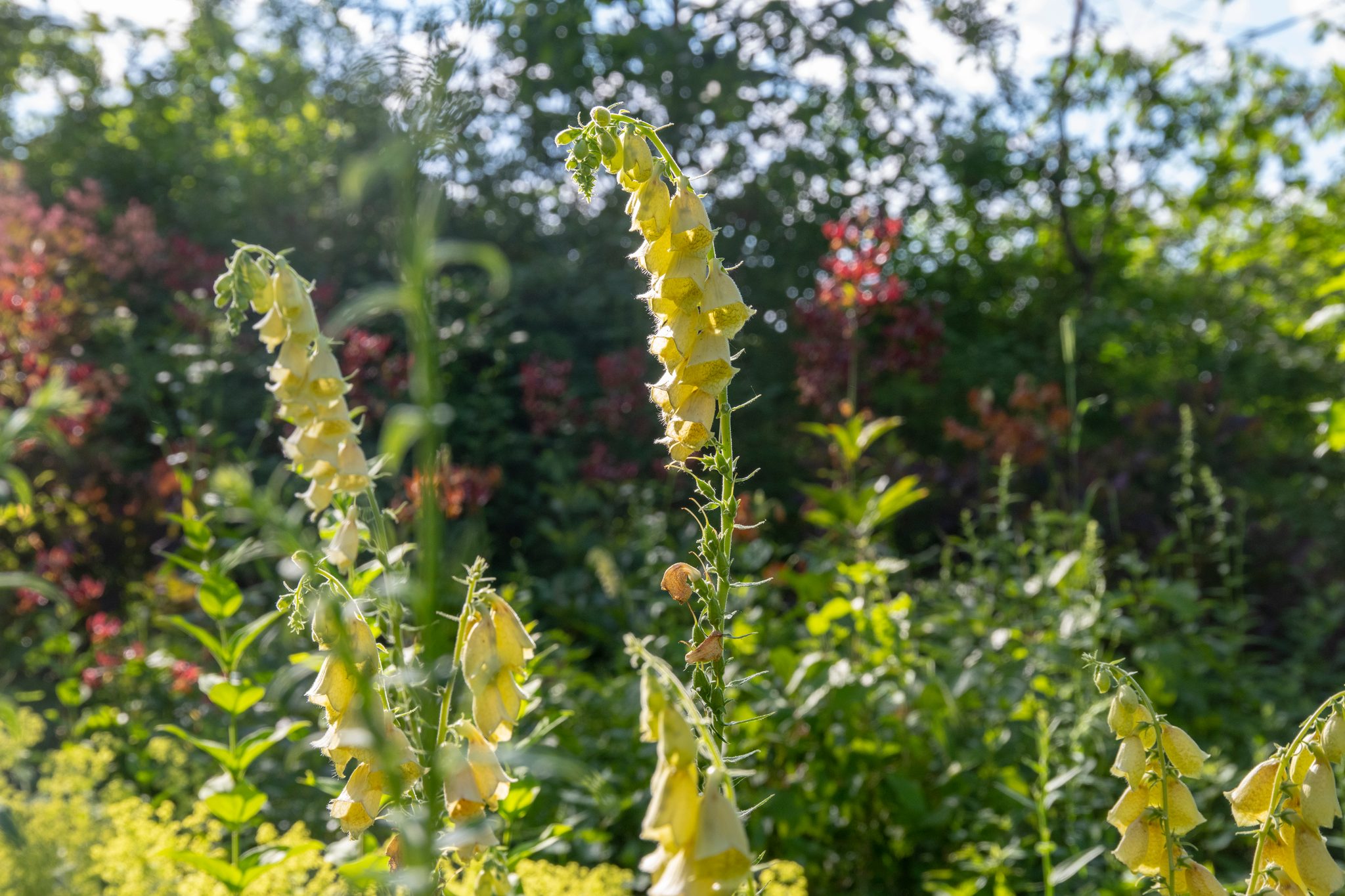 Pale yellow foxgloves lean into the evening light.
