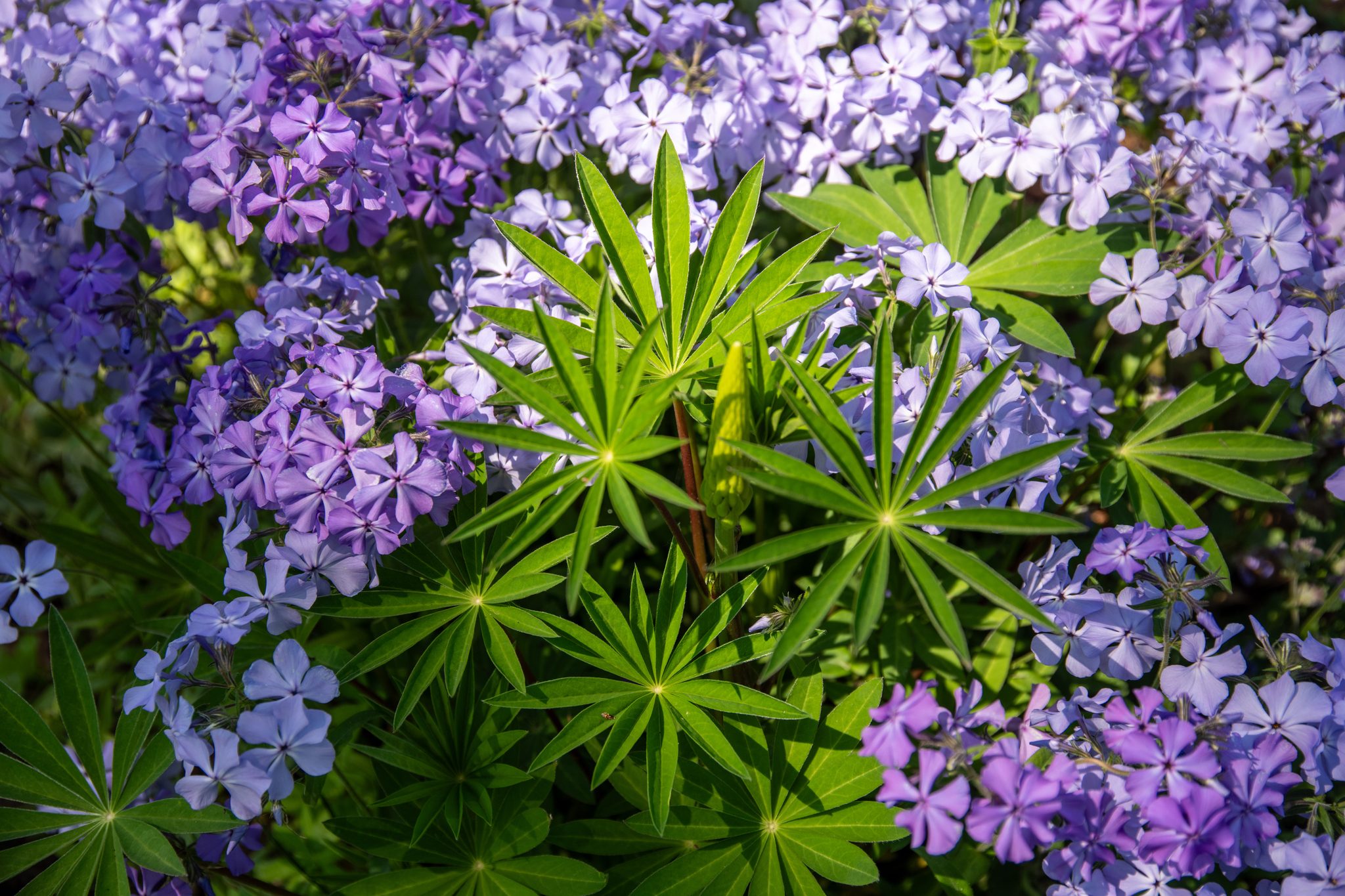 Woodland phlox floods the bed around a young lupine, still weeks from its bloom.