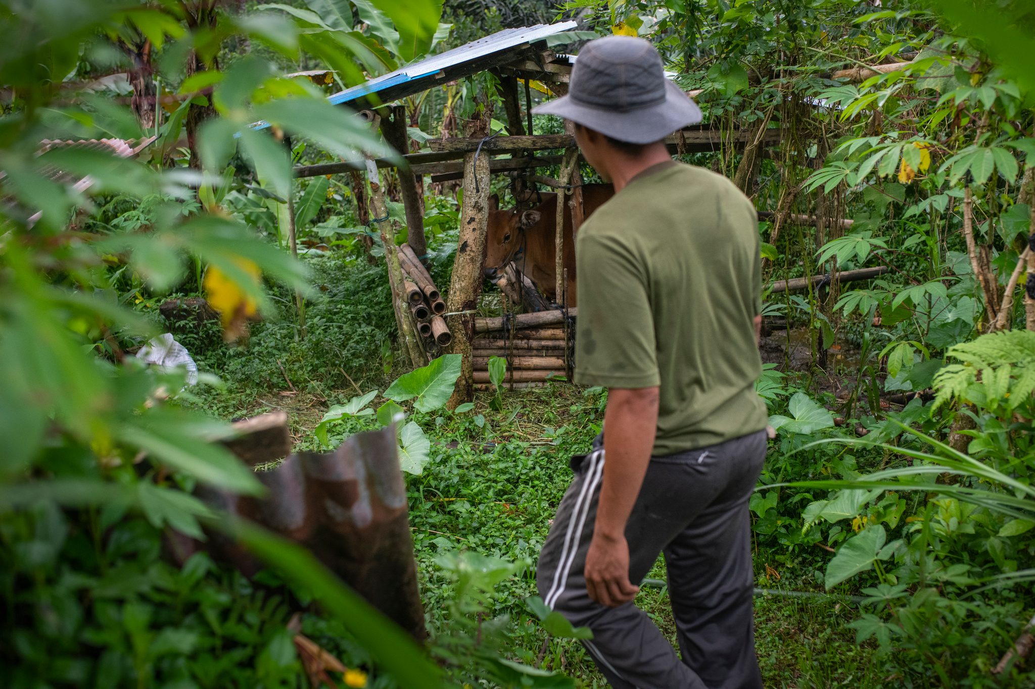 A man in a bucket hat heads into the thicket toward a cattle shed.