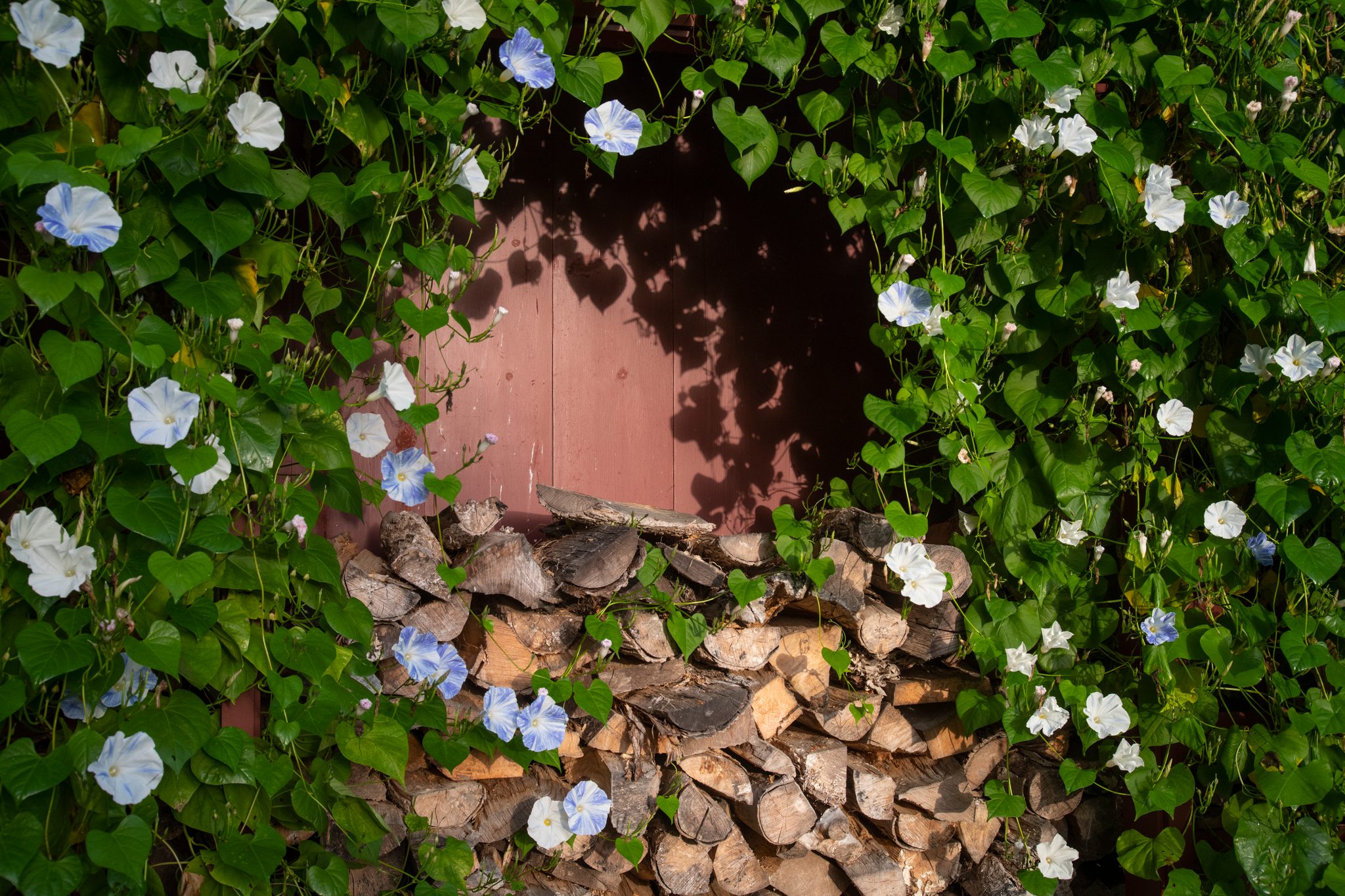 Morning glories climb over the stacked firewood.
